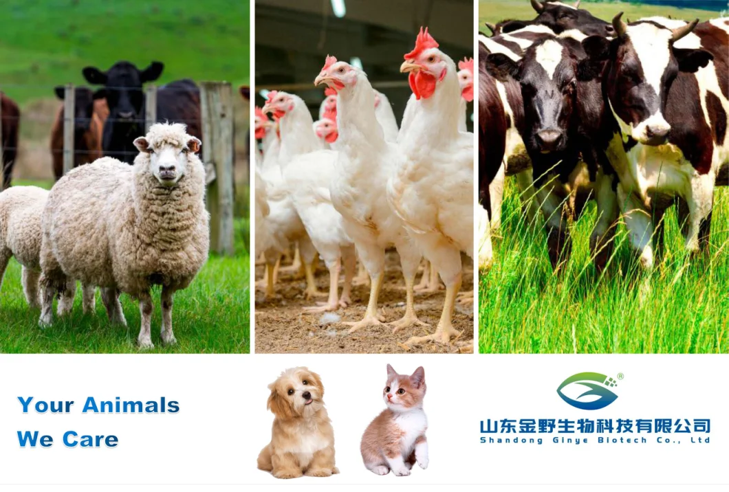 Feed Additives Multivitamin Vitamin Soluble Powder for Poultry Cattle Sheep Goat
